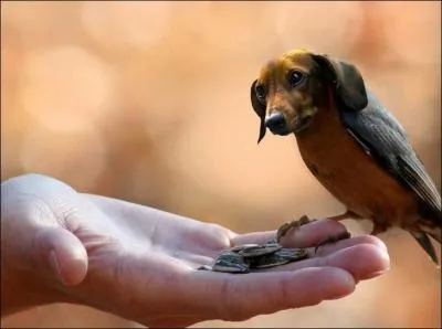 La tte de cet trange animal est celle d'un teckel !