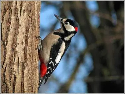 Quel est cet oiseau ?