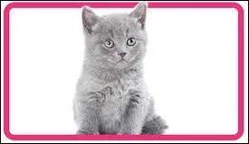 Combien a-t-il de chatons ?