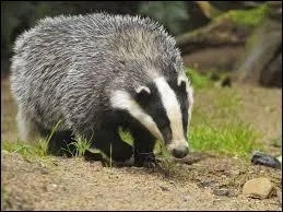 Est-ce que Badger est un blaireau ?