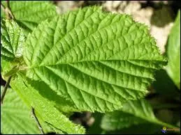 A quel arbre appartient cette feuille ?