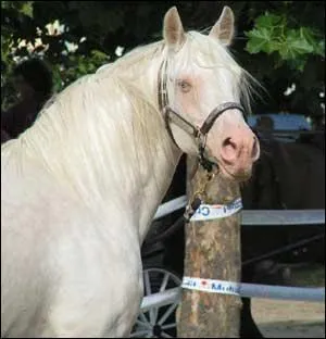 Quelle est la robe de ce cheval ?