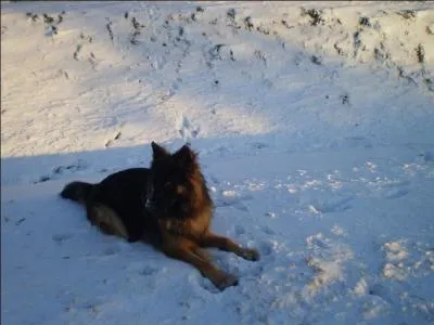 Quelle est la race du chien ?