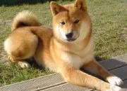 Quiz Le Shiba Inu