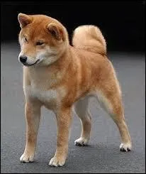 Le Shiba est un chien de...