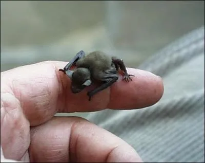 Doué(e) comme vous êtes, vous allez reconnaître cet animal sans problème !