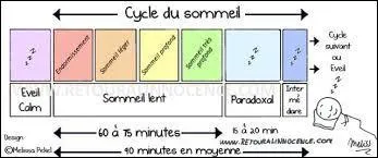 Une nuit est composée d'un seul cycle de sommeil.