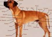 Quiz Morphologie et anatomie animale