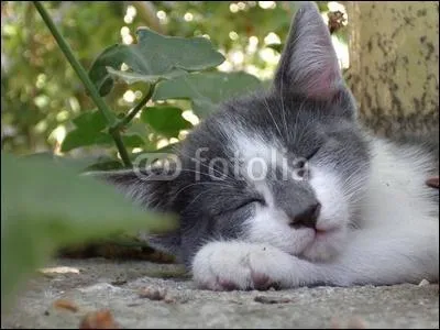 Qui est ce chat ? (Rappel : il appartient obligatoirement au clan du Tonnerre)