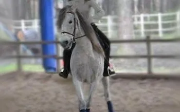 Quiz Equitation