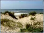 À quoi sert la flore sur les dunes ?