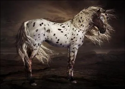 Quels sont les autres noms de l'appaloosa ?