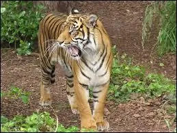 Ceci est un gros chat comme le montre l'image.