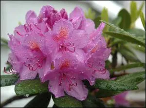 Qui a chanté : "J'aime pas les rhododendrons" ?