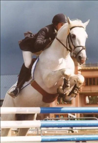 Que doit-on mettre aux chevaux pour les obstacles ?