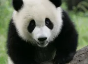 Quiz Quizz panda