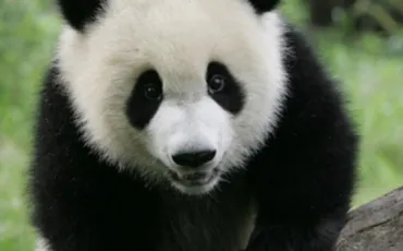 Quiz Panda