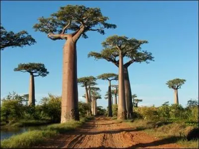 Découvrez ce pays grâce à cet arbre très particulier !