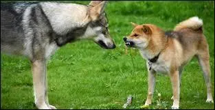 Quelles attitudes montrent la dominance d'un chien ?