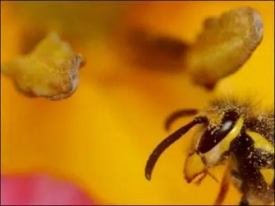 Quel est cet insecte ?