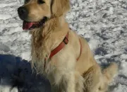 Quiz Le golden retriever