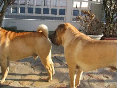 Quand je vois les chiens se dire bonjour, je me dis qu'en chaque chien il y a srement un proctologue qui sommeille !