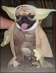 Quel est cet animal dguis en Yoda ?