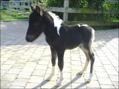 Quelle est cette race de cheval ?