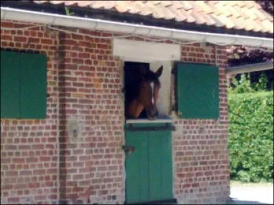 Comment s'appelle l'endroit où le cheval peut dormir ?