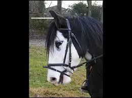 Quelle est la marque de tête de ce cheval ?