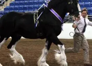 Quiz Les races de chevaux