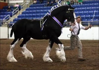 Quelle est la race de ce cheval ?