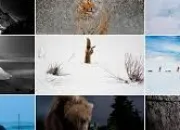 Quiz Les animaux en photos !