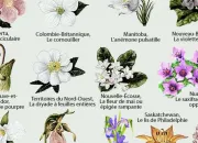 Quiz Fleurs emblmes