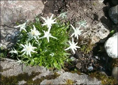 Fleur : -------, emblème de ------.