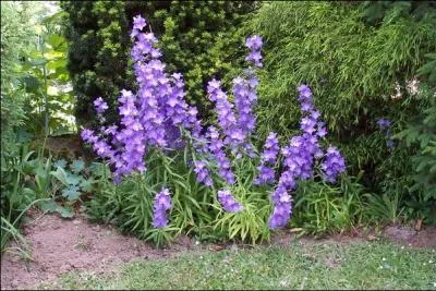 De quand date la liste des espèces protégées qui intervient pour la sauvegarde de certaines plantes, en région Auvergne, dont la campanule à larges feuilles ?