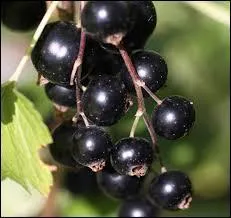 Quels fruits rouges sont représentés sur la photo ?