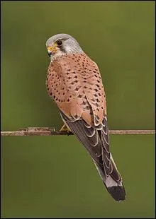 Quel est le nom de cet oiseau ?