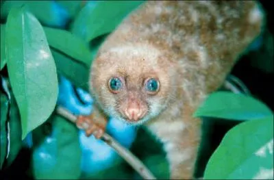 Je vous l'affirme, cet animal s'appelle couscous, alors chiche ou pois chiche ?