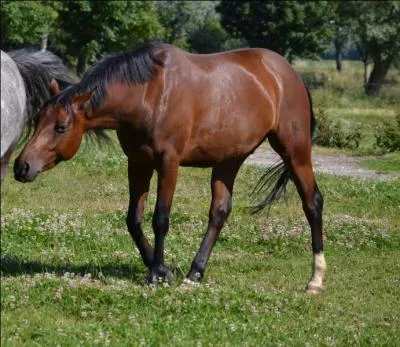 Quelle est la robe de ce cheval ?