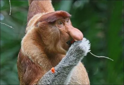 Comment s'appelle cet animal vivant dans les arbres où il se nourrit de fruits et de feuilles ?