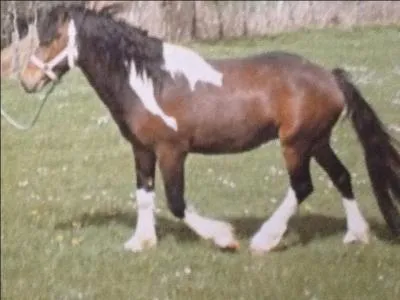 À quelle allure le cheval peut-il aller au pas (km/h) ?