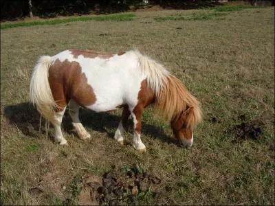 Quelle est la robe de ce poney shetland ?