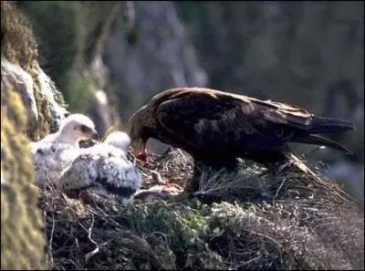 La photo représente une madame aigle et ses petits. Quel nom donne-t-on à la femelle de l'aigle ?