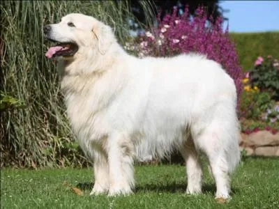 Je suis un chien italien de trs grande taille, je suis un excellent gardien. Je suis un chien de bergers. J'ai la rputation d'tre un chien mordant et agressif alors que cela est totalement faux . Qui suis-je ?