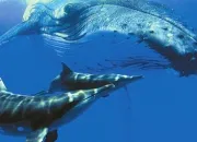 Quiz Les baleines et les dauphins