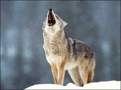 A quel âge les loups sont-ils transformés en chiens de l'enfer ?