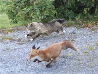 Sur la photo, on voit un renard qui s'enfuit, par qui est-il poursuivi ?