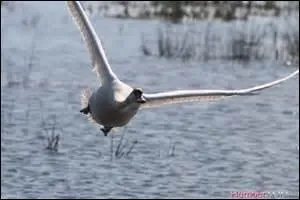 Jusqu' quelle vitesse le cygne peut-il voler ?