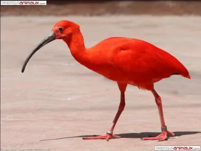 Regardez ce bel oiseau.... et dites-moi à quoi il est relié